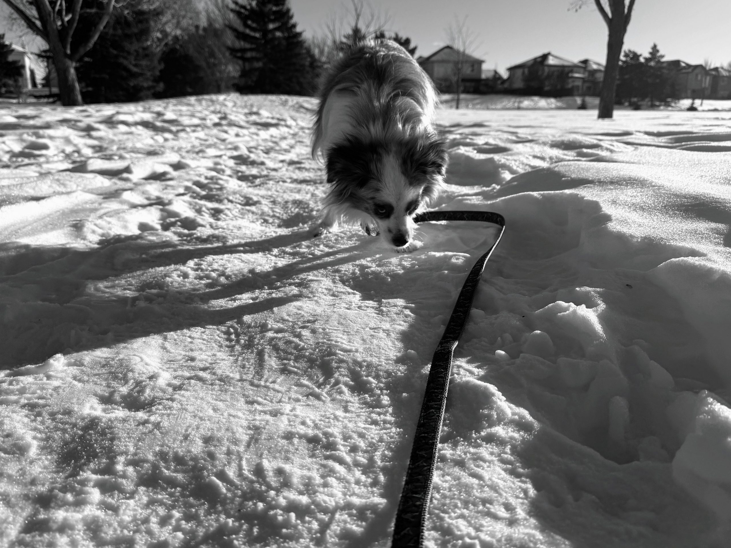 One Month Incremental