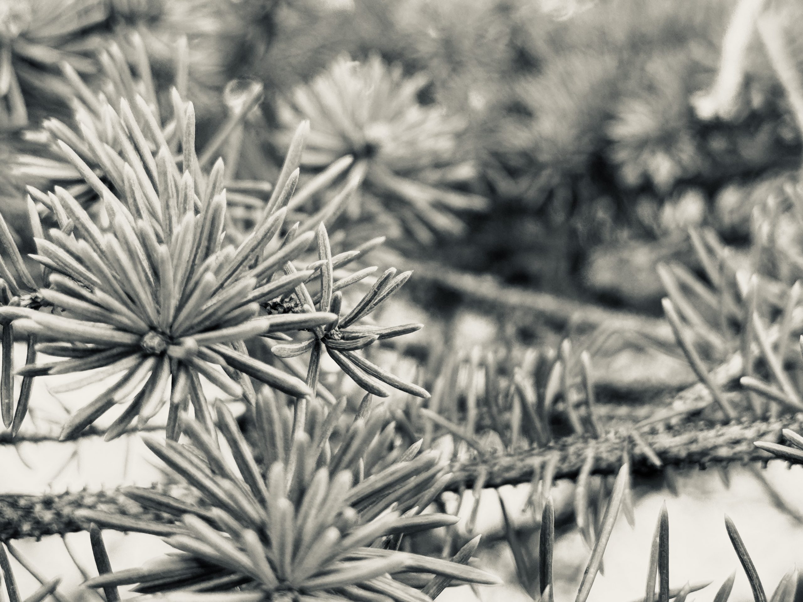 Standards Unpracticed