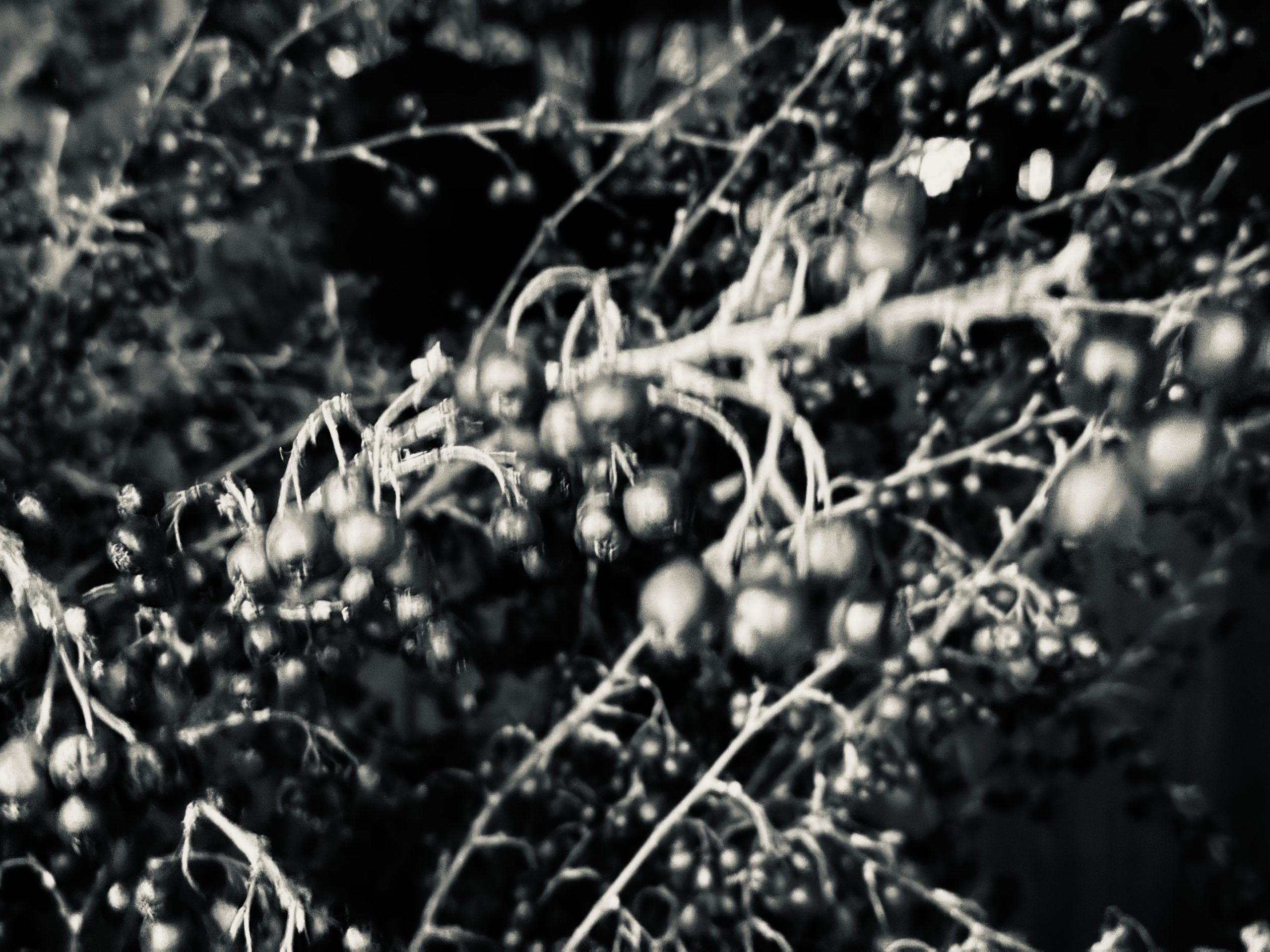 Unfrozen Fools