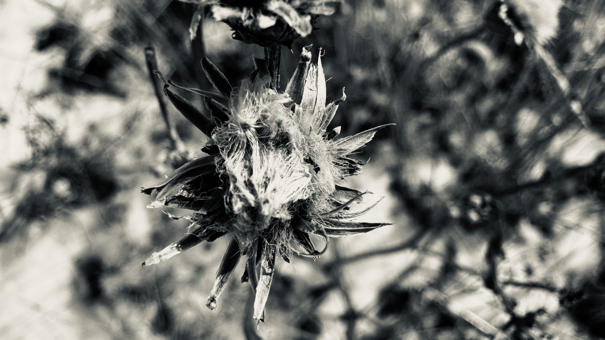 Photo Flow